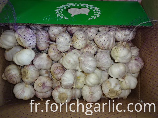 Normal Garlic Jinxiang